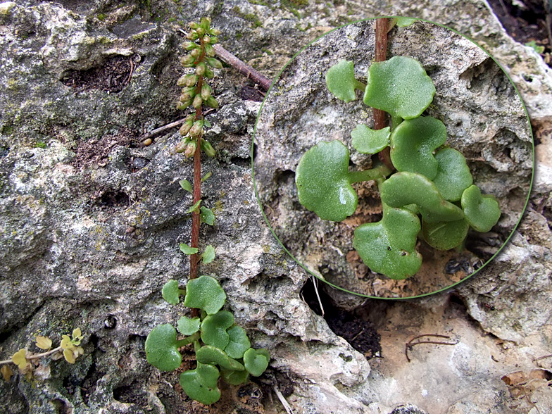 Umbilicus rupestris