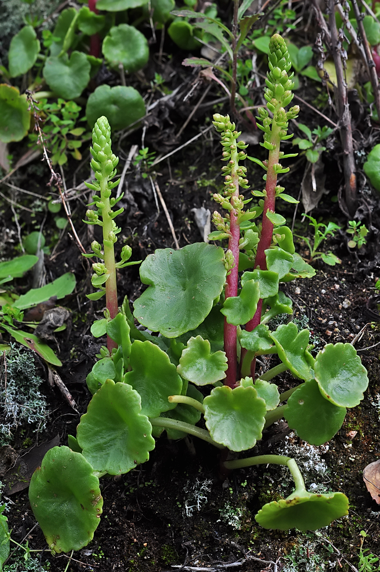 Umbilicus rupestris