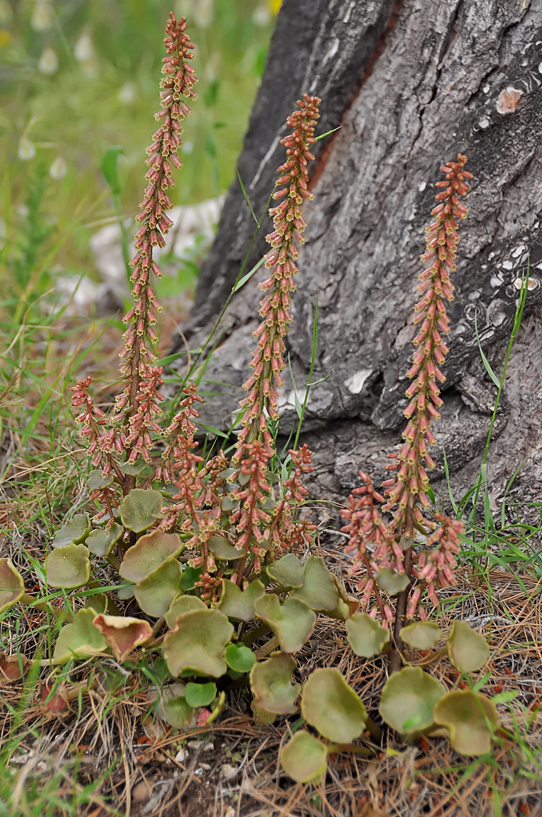 Umbilicus rupestris