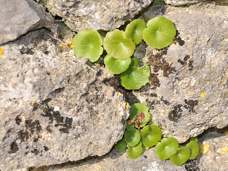 Umbilicus rupestris