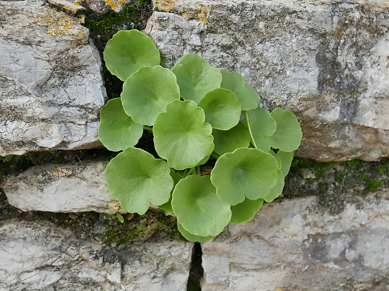 Umbilicus rupestris