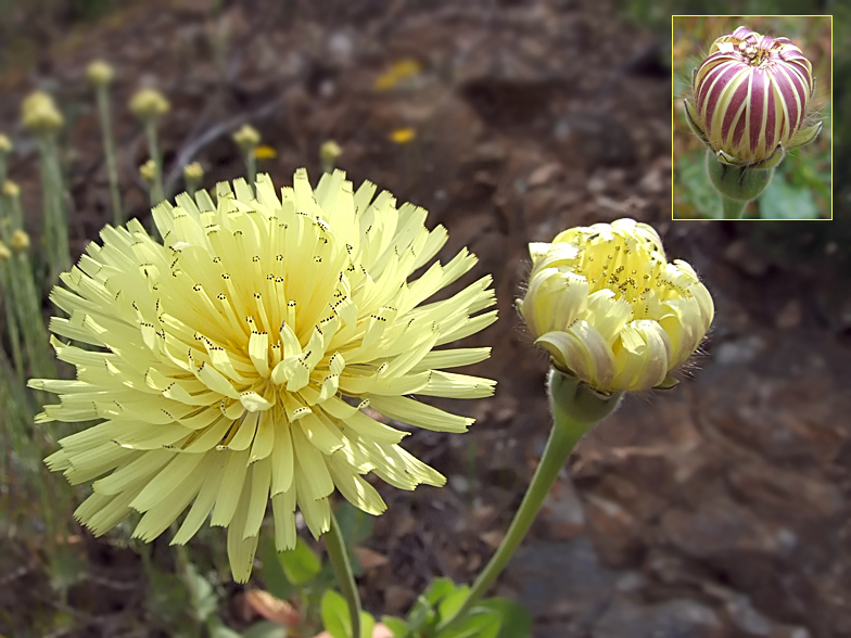 Urospermum dalechampii