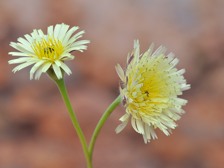 Urospermum dalechampii