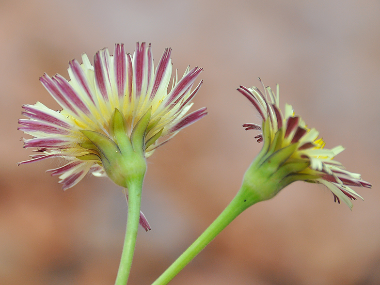 Urospermum dalechampii