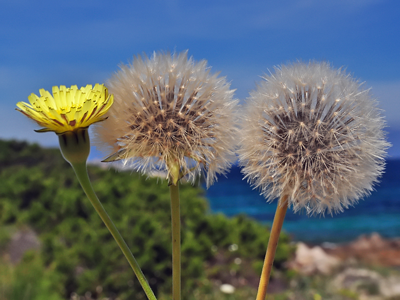 Urospermum dalechampii