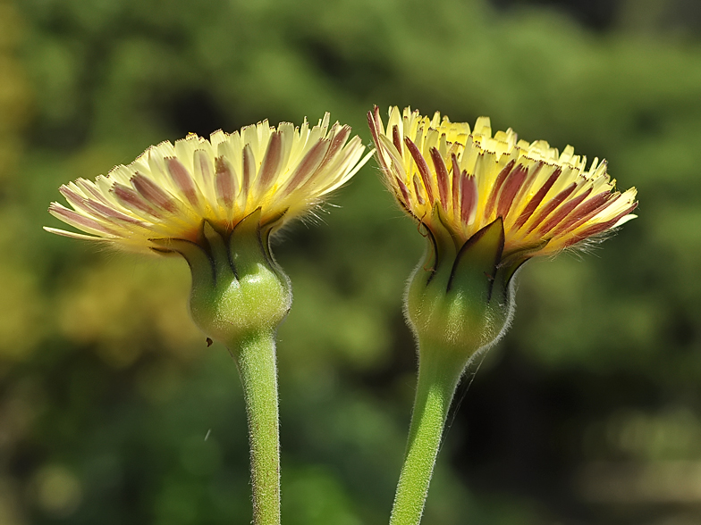 Urospermum dalechampii