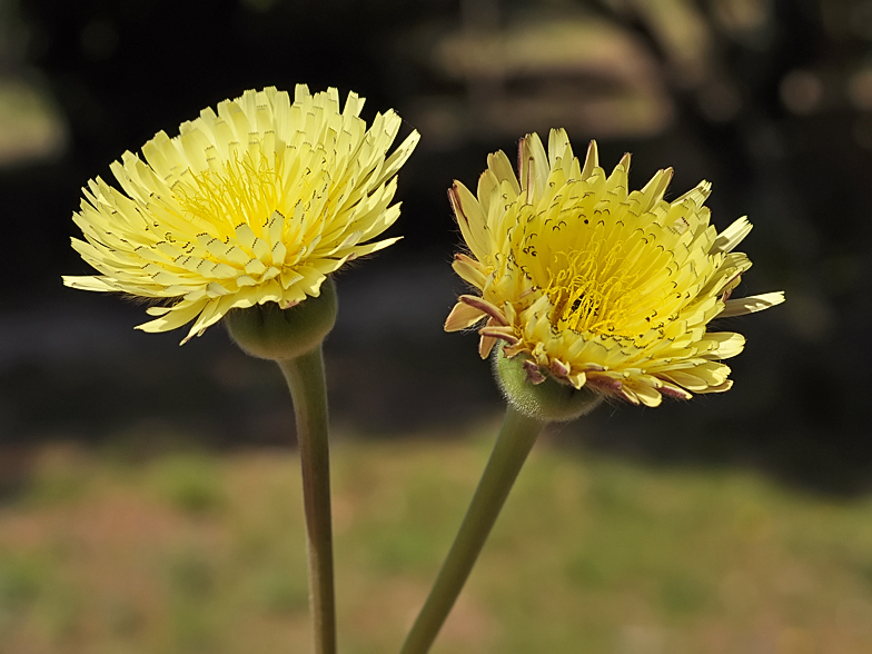 Urospermum dalechampii