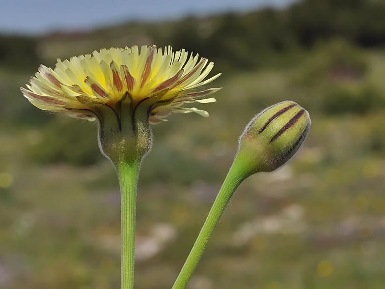 Urospermum dalechampii