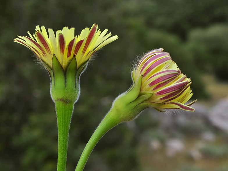 Urospermum dalechampii