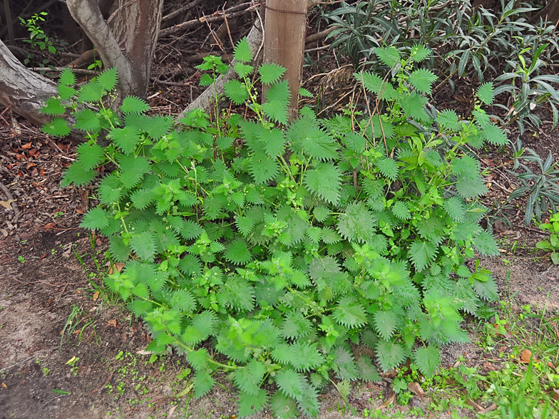 Urtica pilulifera