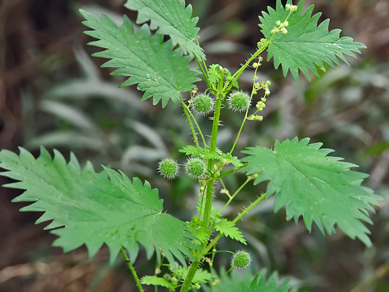 Urtica pilulifera