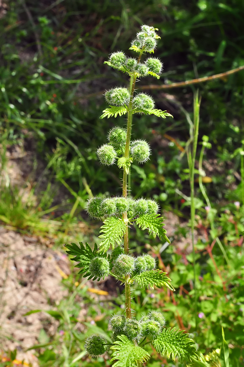 Urtica pilulifera