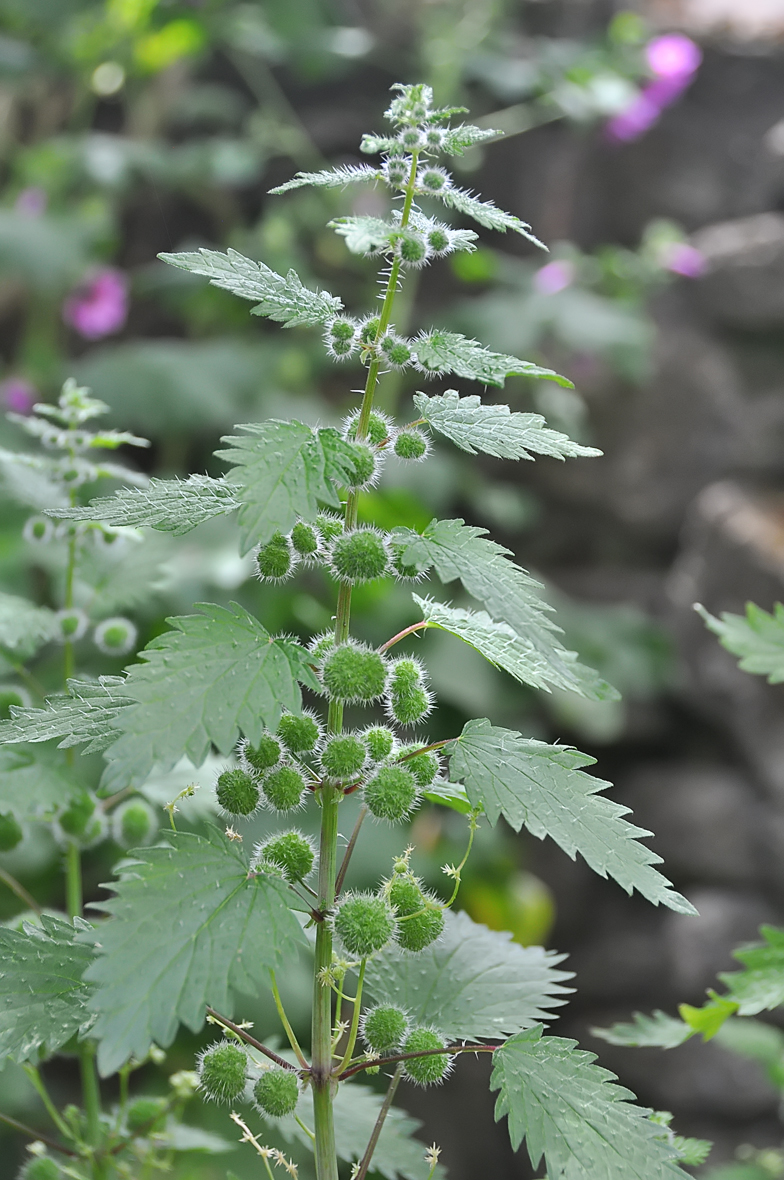 Urtica pilulifera