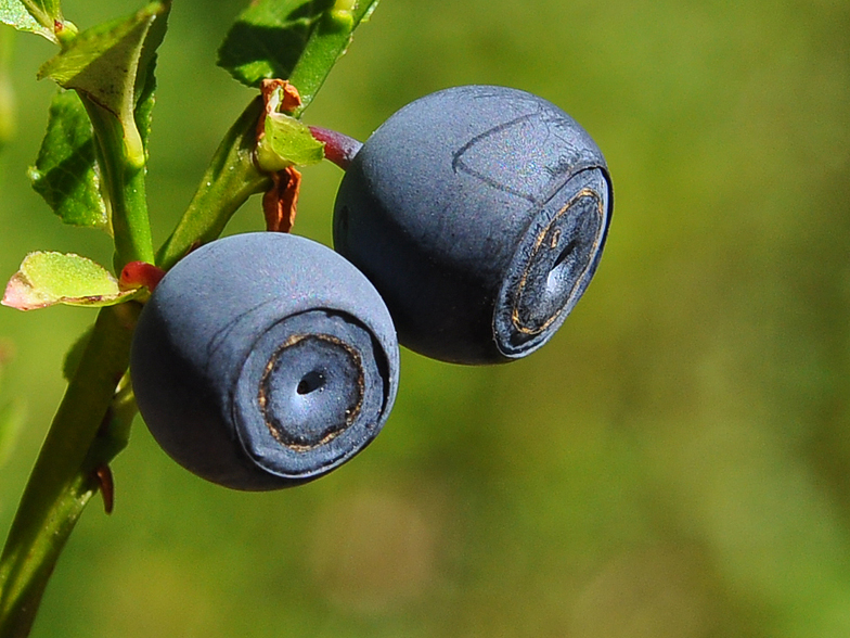 Vaccinium myrtillus