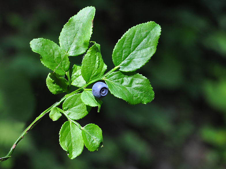 Vaccinium myrtillus