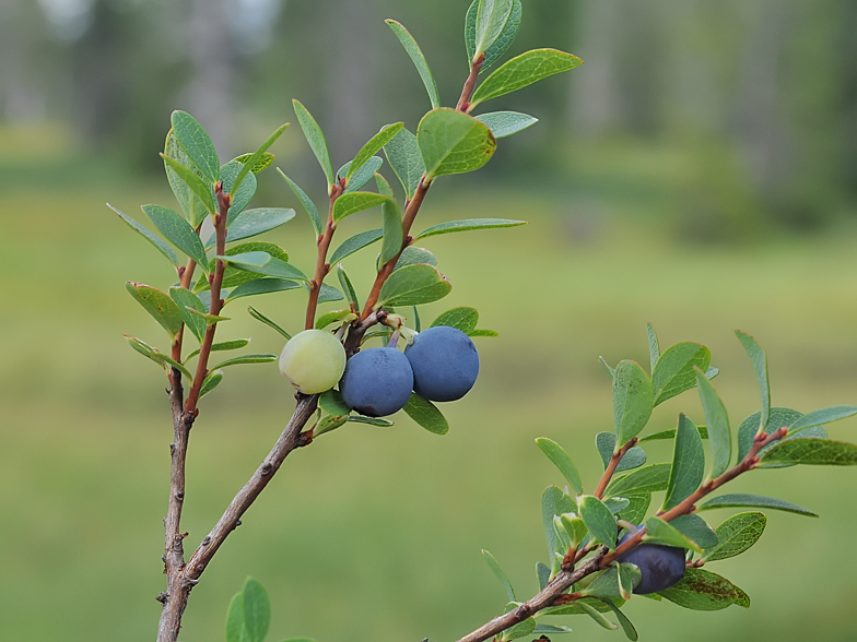 Vaccinium uliginosum