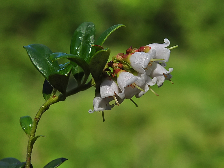 Vaccinium vitis ideae