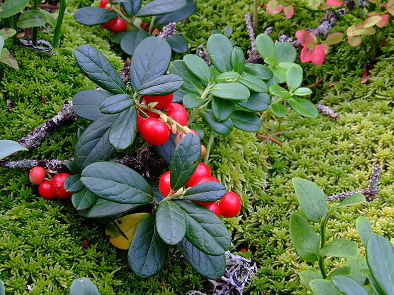 Vaccinium vitis ideae