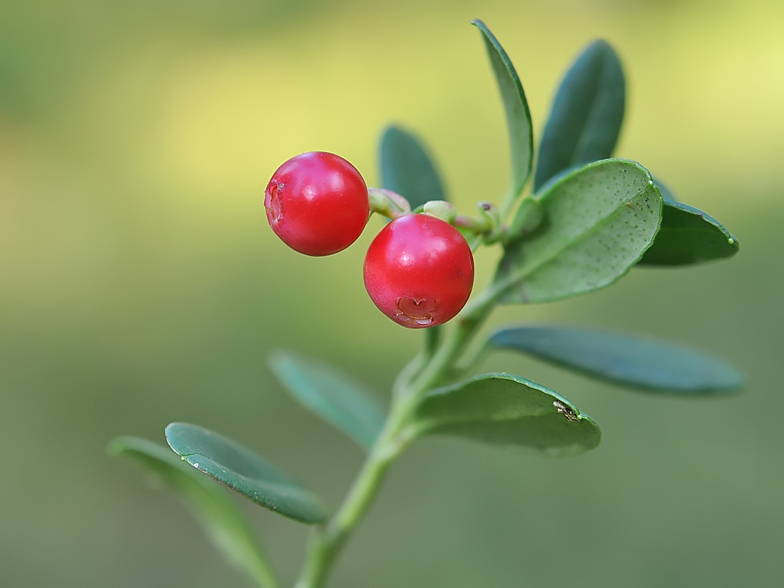 Vaccinium vitis ideae