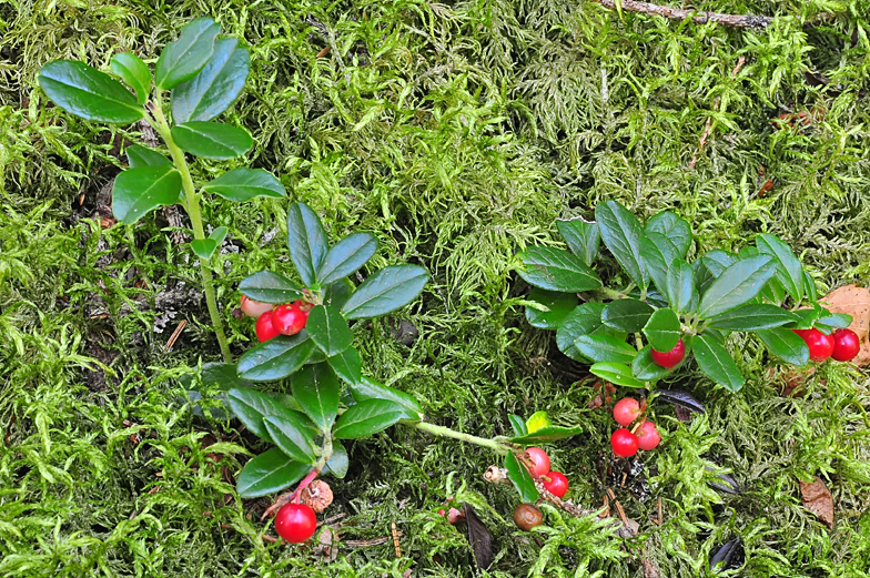 Vaccinium vitis ideae