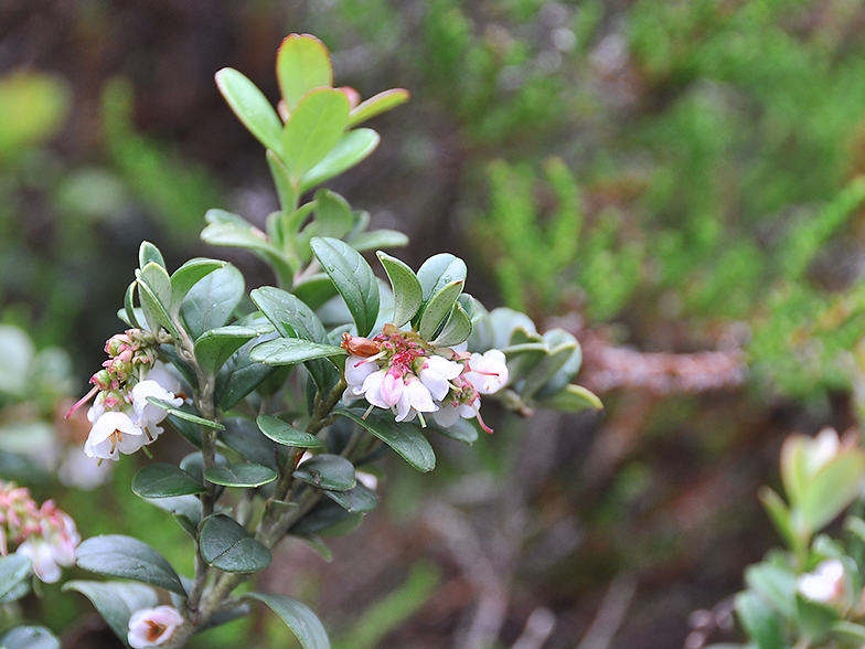 Vaccinium vitis ideae