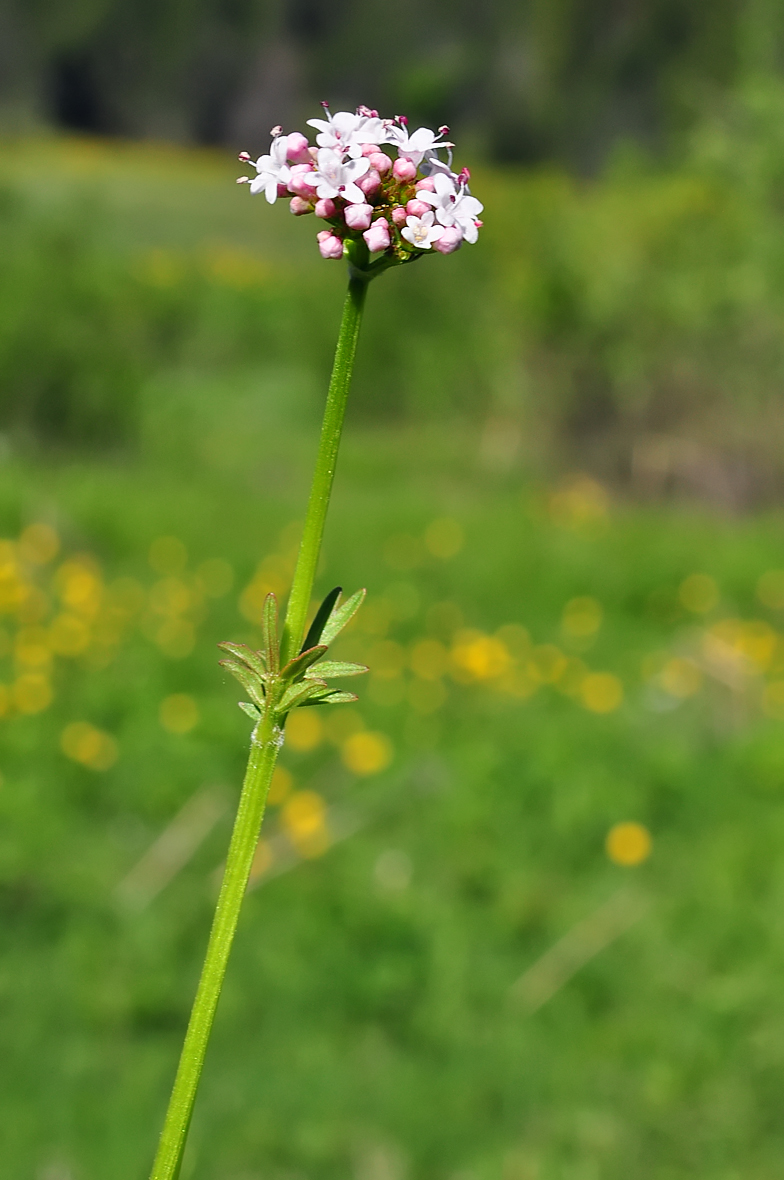 Valeriana dioica