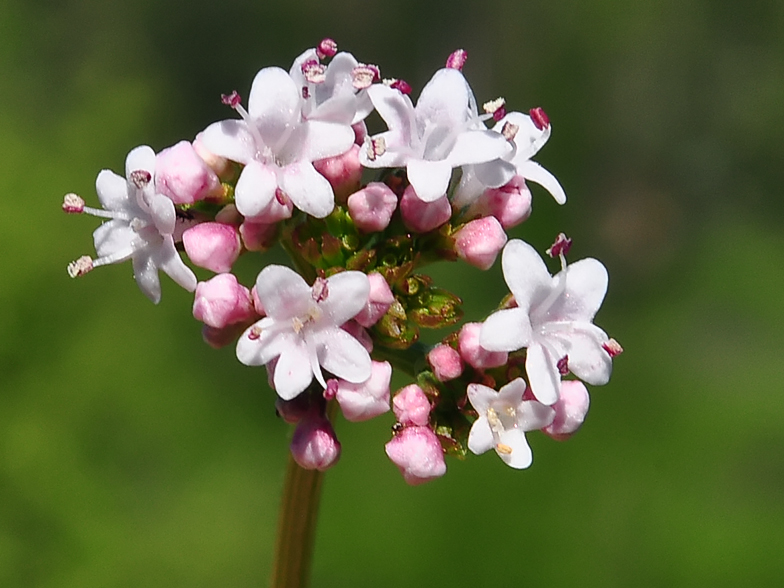 Valeriana dioica