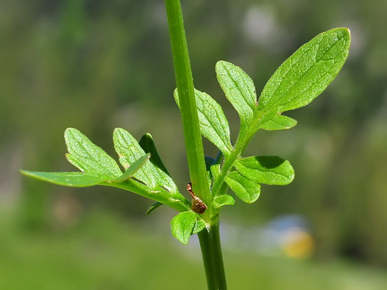 Valeriana dioica