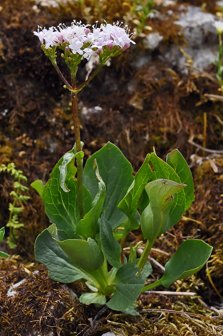 Valeriana montana