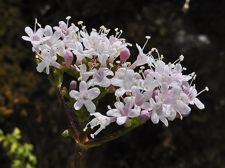 Valeriana montana