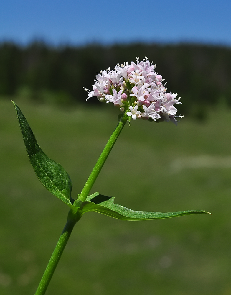 Valeriana montana