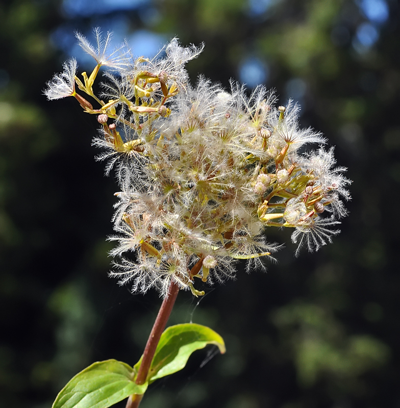 Valeriana montana