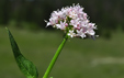 Valeriana montana