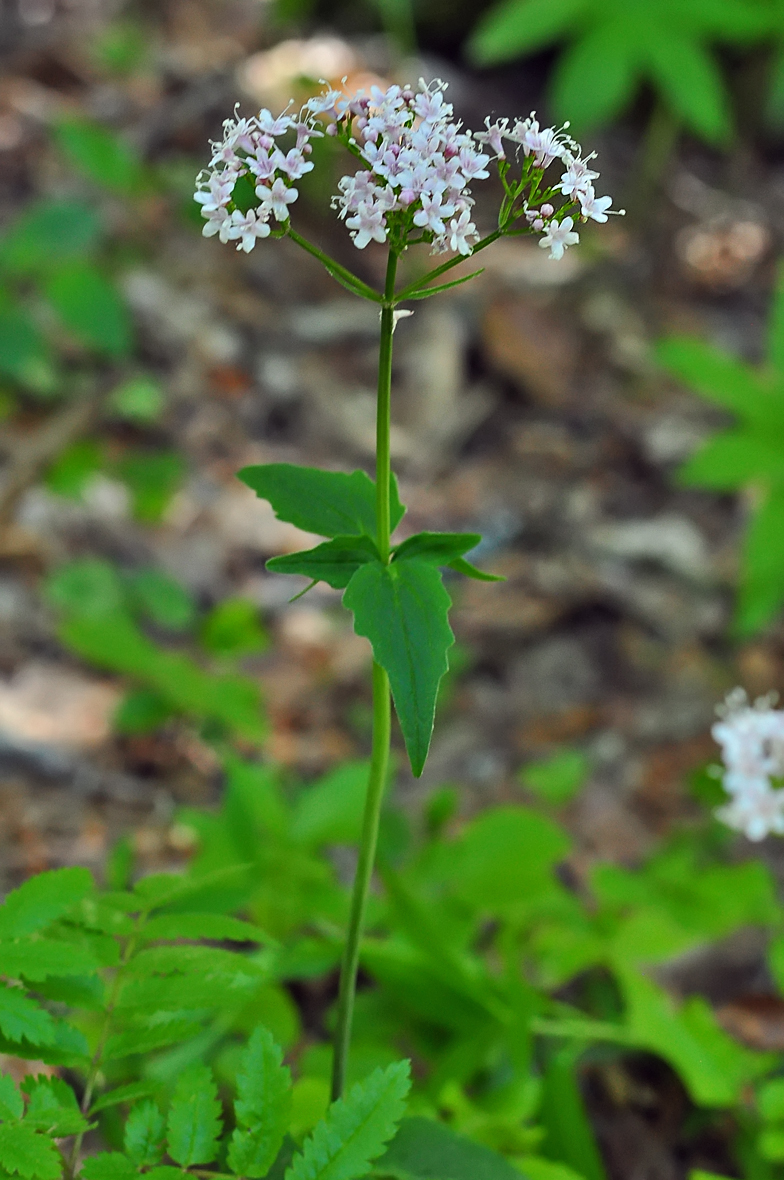 Valeriana tripteris