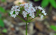 Valeriana tripteris