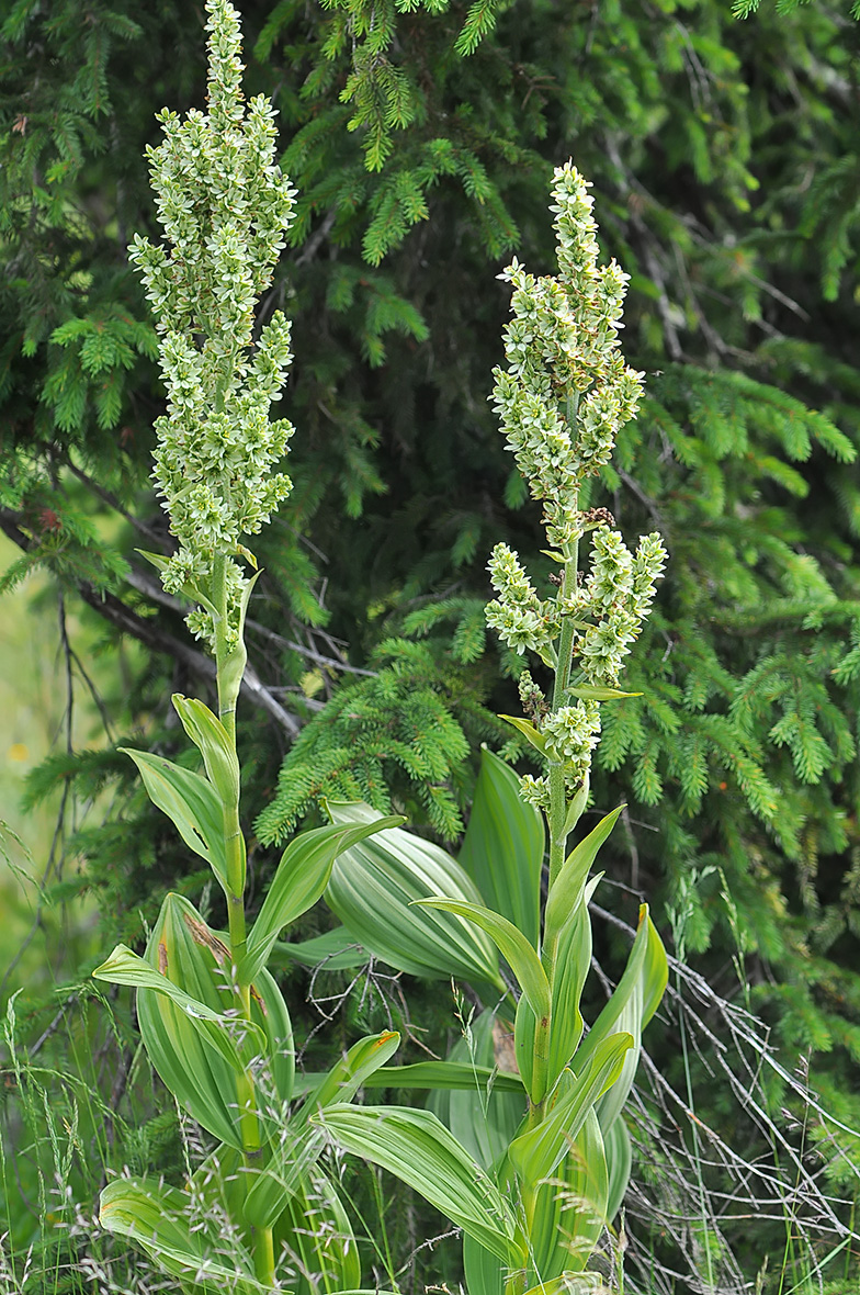 Veratrum album