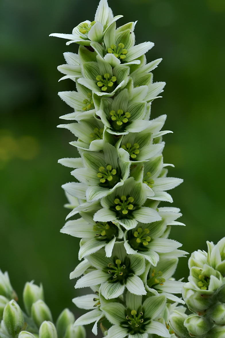 Veratrum album