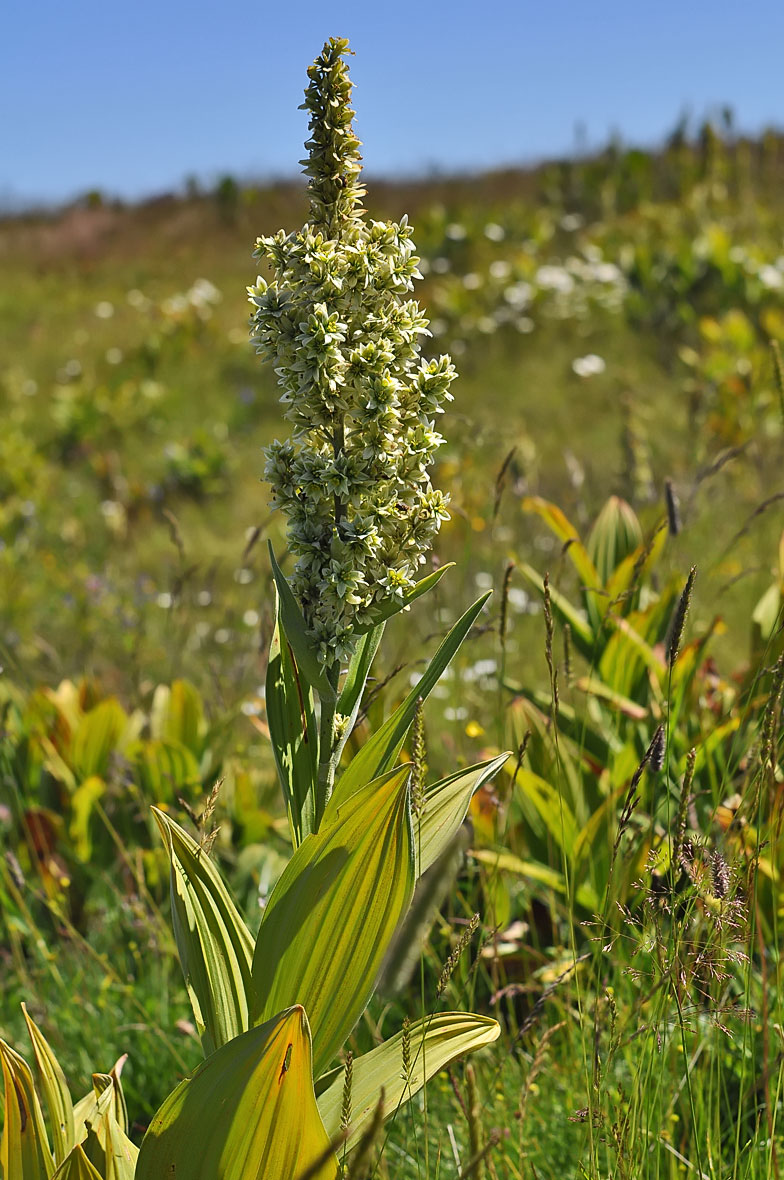 Veratrum album