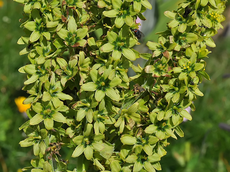 Veratrum album ssp. lobelianum