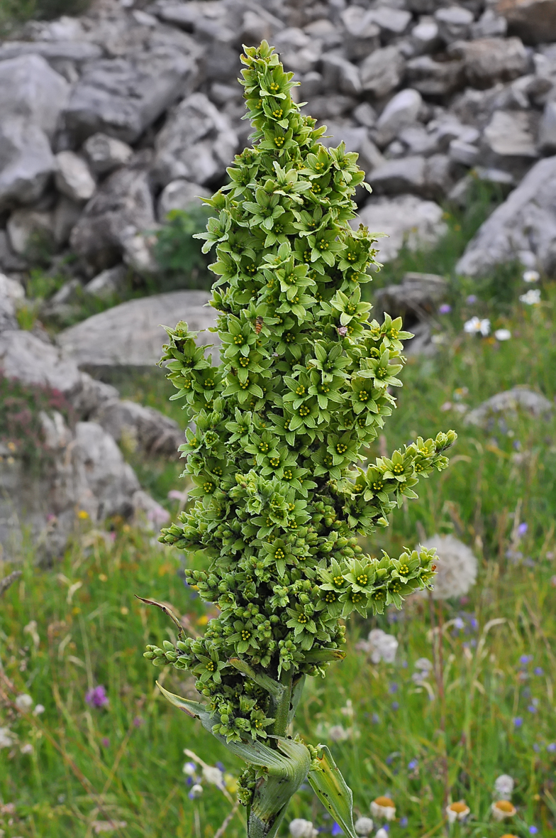 Veratrum album ssp. lobelianum