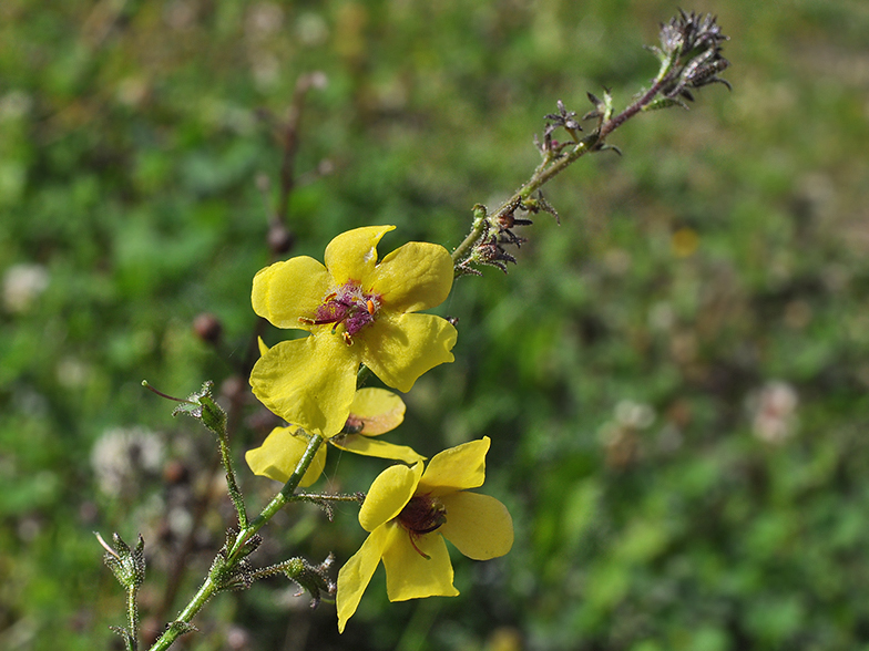 Verbascum blattaria