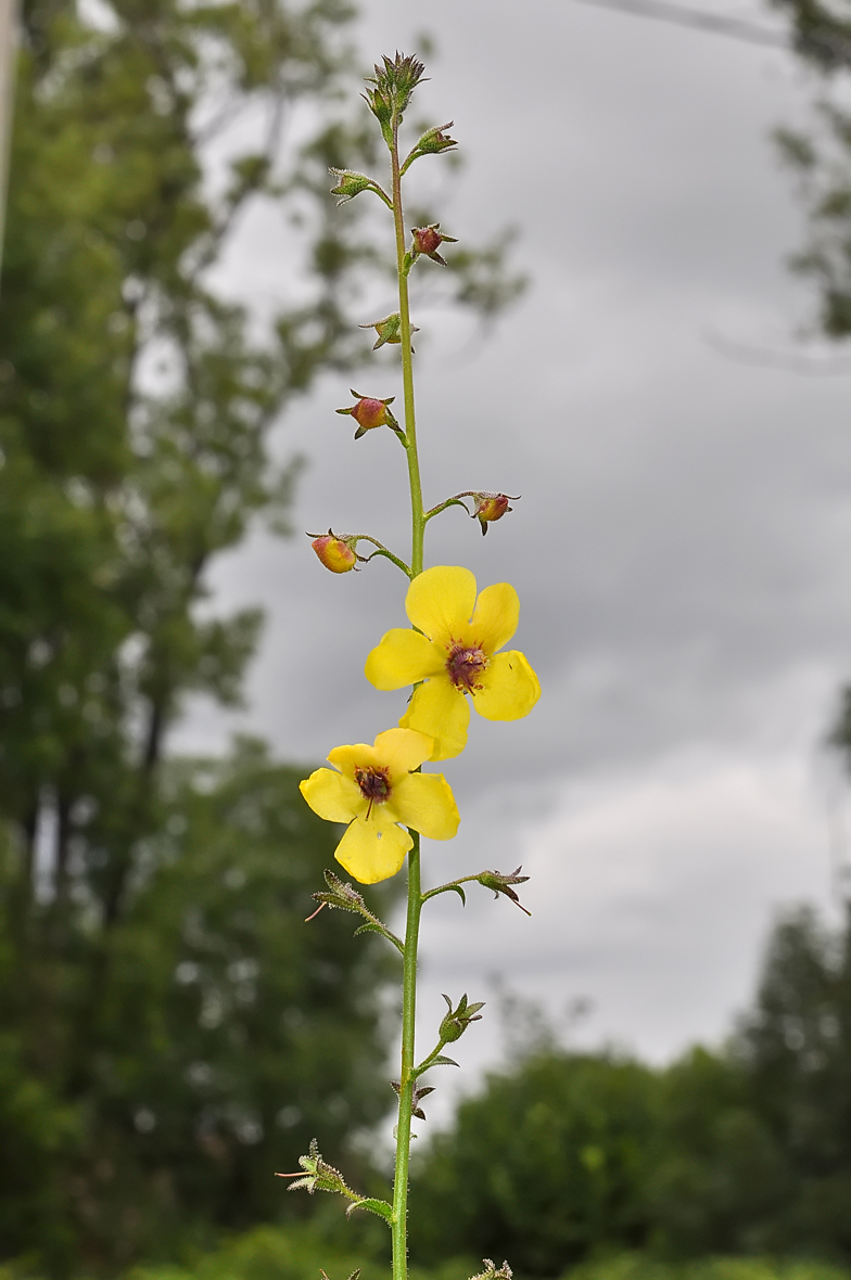 Verbascum blattaria