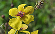 Verbascum blattaria