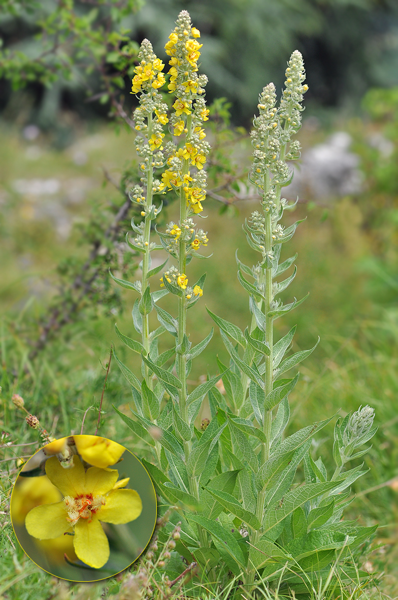 Verbascum lychnitis