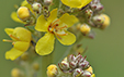 Verbascum lychnitis