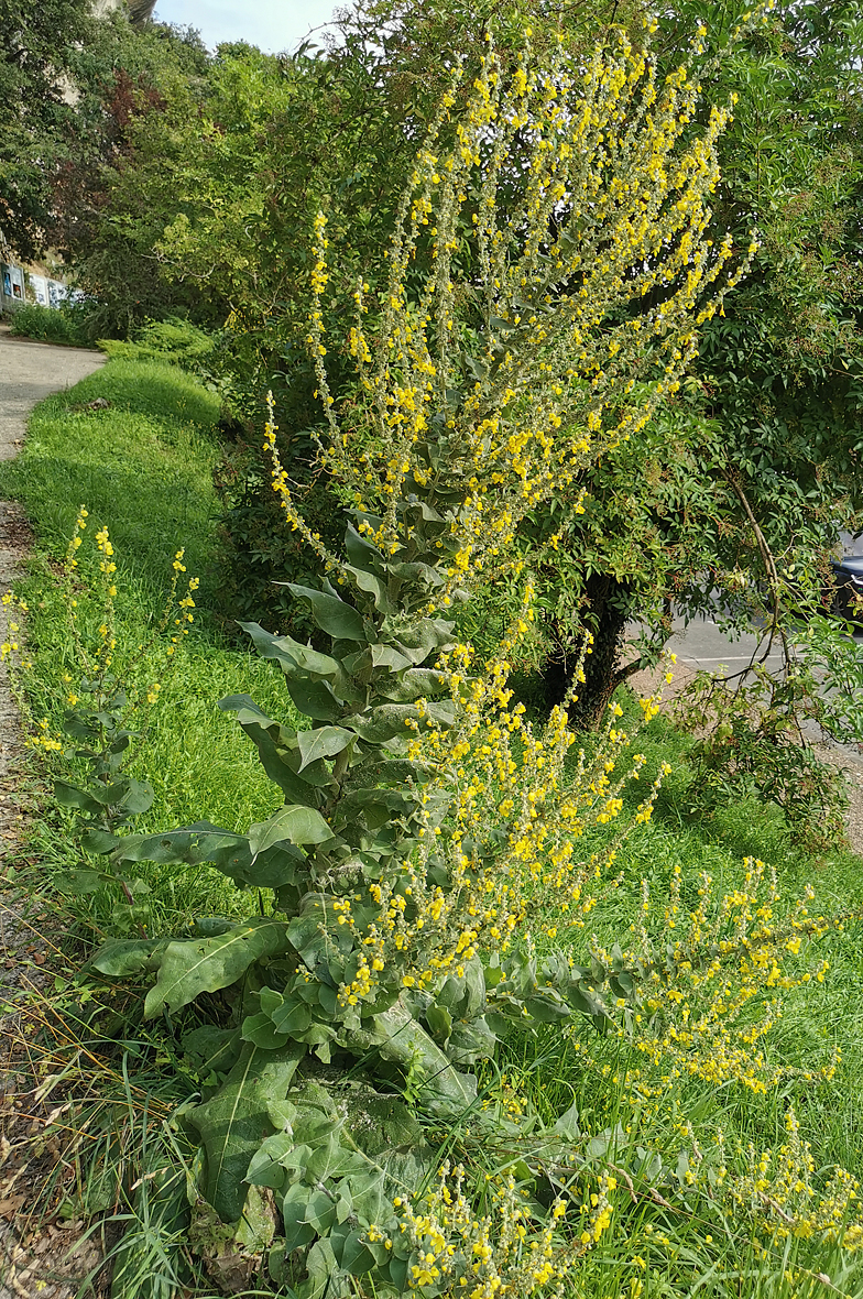 Verbascum pulverulentum