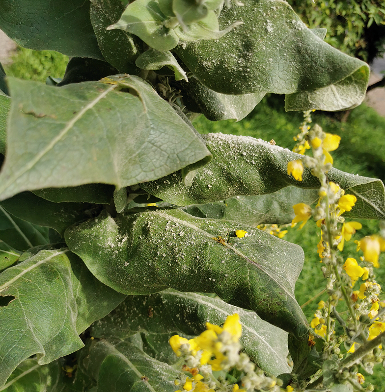 Verbascum pulverulentum