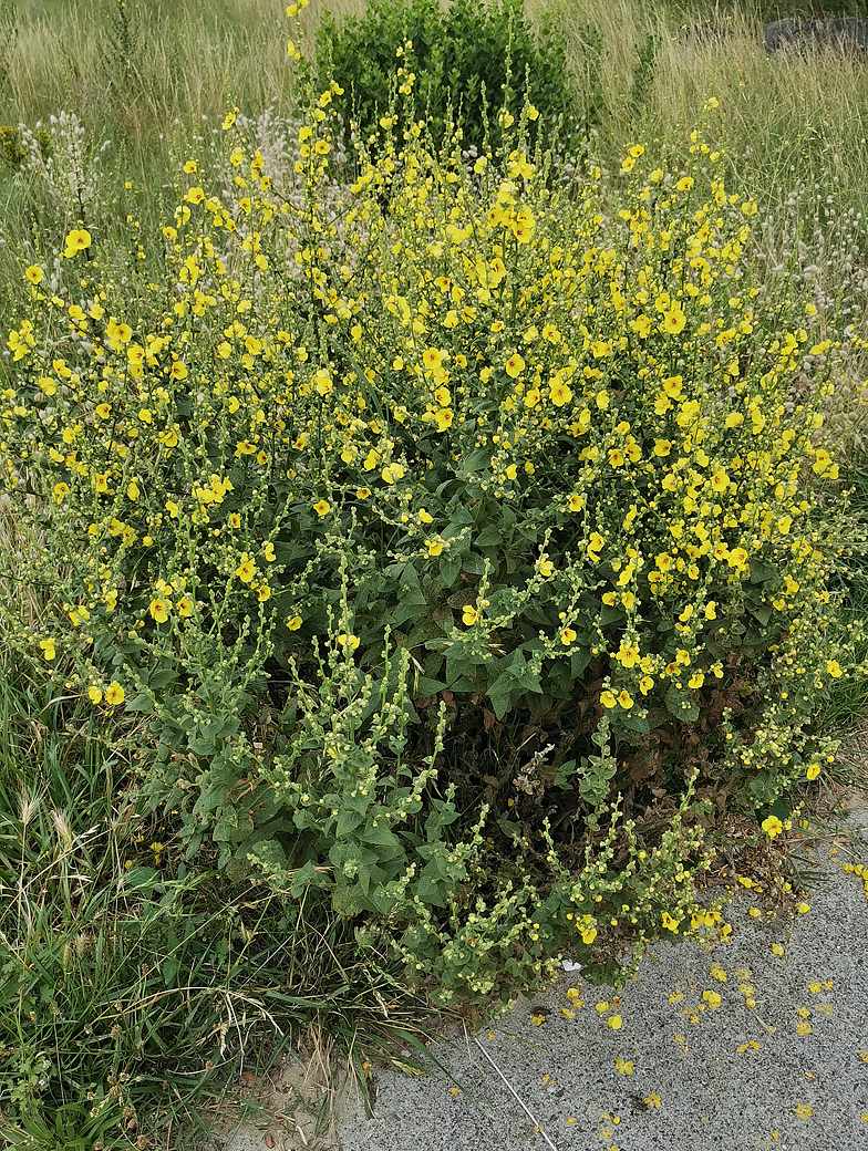 Verbascum sinuatum