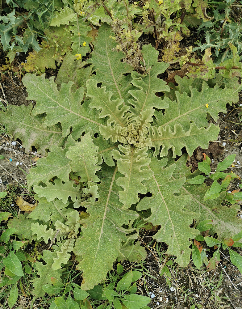 Verbascum sinuatum