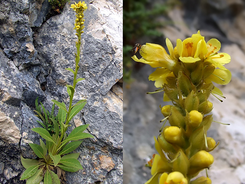 Verbascum thapsus subsp. montanum